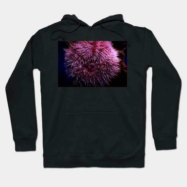 Pink Sea Urchin Hoodie by arc1